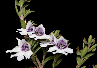 APII jpeg image of Prostanthera saxicola var. montana  © contact APII