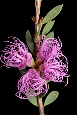 APII jpeg image of Melaleuca thymifolia  © contact APII