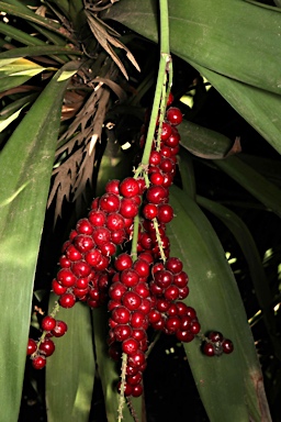 APII jpeg image of Cordyline rubra  © contact APII