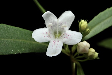 APII jpeg image of Myoporum betcheanum  © contact APII