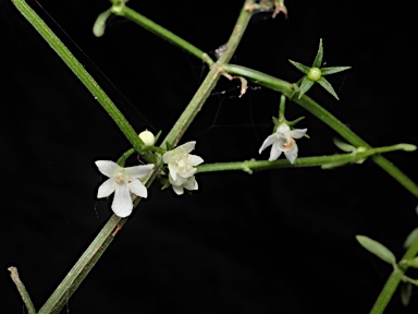 APII jpeg image of Teucrium junceum  © contact APII