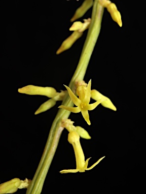 APII jpeg image of Stackhousia viminea  © contact APII