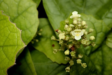 APII jpeg image of Premna herbacea  © contact APII