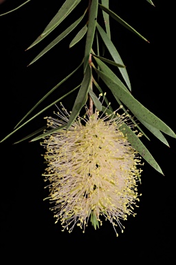 APII jpeg image of Callistemon sieberi  © contact APII