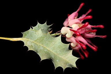 APII jpeg image of Grevillea insignis subsp. insignis  © contact APII