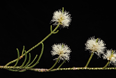 APII jpeg image of Melaleuca thyoides  © contact APII