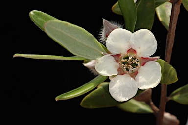 APII jpeg image of Leptospermum deuense  © contact APII