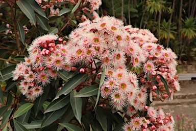 APII jpeg image of Corymbia ficifolia 'Precious Pearl'  © contact APII