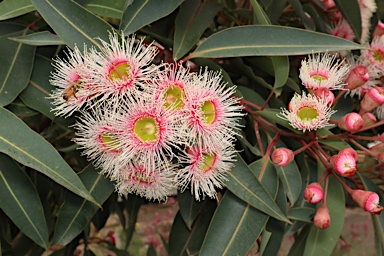 APII jpeg image of Corymbia ficifolia 'Precious Pearl'  © contact APII