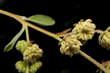 APII jpeg image of Dodonaea hispidula  © contact APII