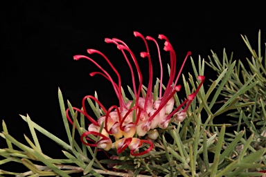 APII jpeg image of Grevillea 'Little Jessie'  © contact APII