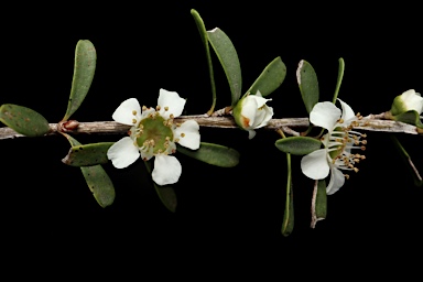 APII jpeg image of Leptospermum obovatum  © contact APII