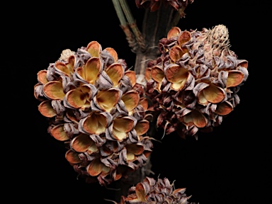 APII jpeg image of Allocasuarina glareicola  © contact APII