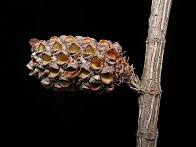 APII jpeg image of Allocasuarina portuensis  © contact APII