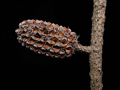 APII jpeg image of Allocasuarina monilifera  © contact APII