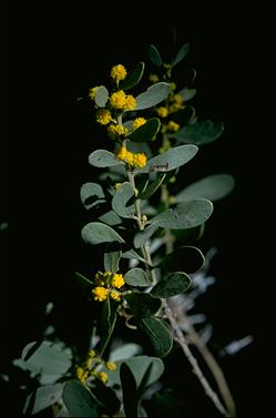 APII jpeg image of Acacia brachybotrya  © contact APII