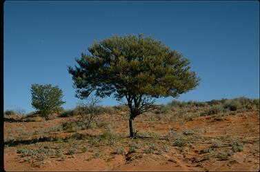 APII jpeg image of Acacia brachystachya  © contact APII