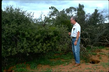 APII jpeg image of Acacia collectioides  © contact APII