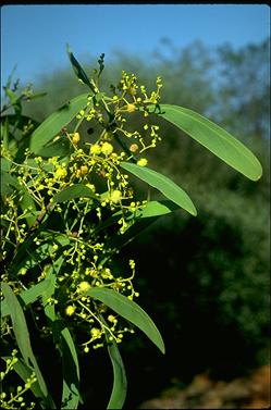 APII jpeg image of Acacia falciformis  © contact APII