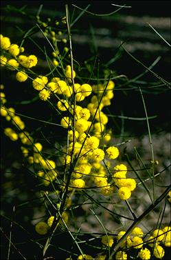 APII jpeg image of Acacia gracilifolia  © contact APII