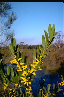 APII jpeg image of Acacia longifolia subsp. sophorae  © contact APII