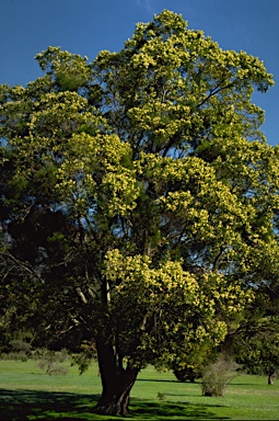 APII jpeg image of Acacia melanoxylon  © contact APII