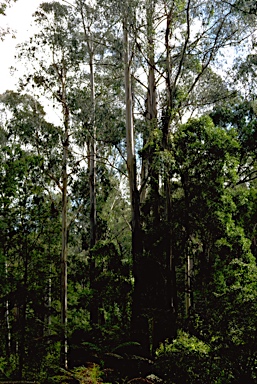 APII jpeg image of Eucalyptus regnans  © contact APII