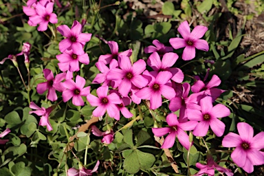 APII jpeg image of Oxalis articulata  © contact APII