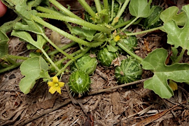 APII jpeg image of Cucumis myriocarpus subsp. myriocarpus  © contact APII