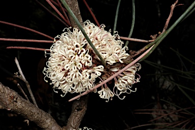 APII jpeg image of Hakea cycloptera  © contact APII