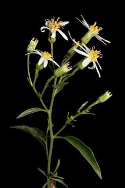 APII jpeg image of Olearia elliptica subsp. elliptica  © contact APII