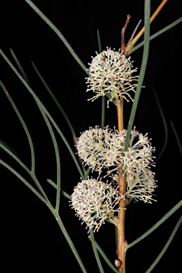 APII jpeg image of Hakea drupacea  © contact APII