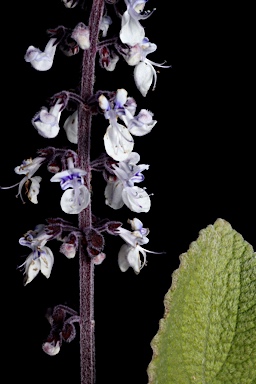 APII jpeg image of Plectranthus argentatus  © contact APII