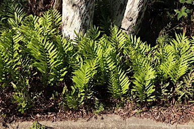 APII jpeg image of Zealandia pustulata subsp. pustulata  © contact APII