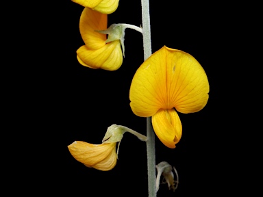 APII jpeg image of Crotalaria eremaea subsp. eremaea  © contact APII