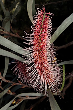 APII jpeg image of Hakea francisiana  © contact APII