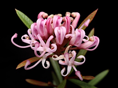 APII jpeg image of Grevillea 'Pink Midget'  © contact APII