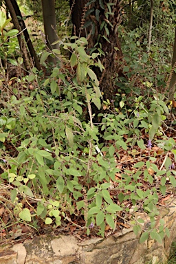 APII jpeg image of Plectranthus alloplectus  © contact APII