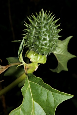 APII jpeg image of Datura stramonium  © contact APII