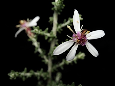 APII jpeg image of Olearia ramulosa var.  © contact APII