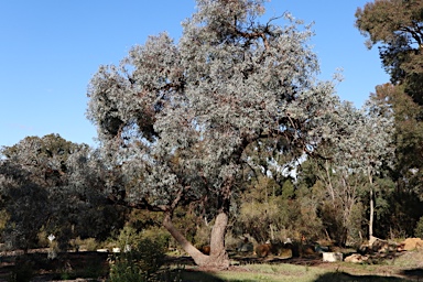 APII jpeg image of Eucalyptus cinerea subsp. triplex  © contact APII