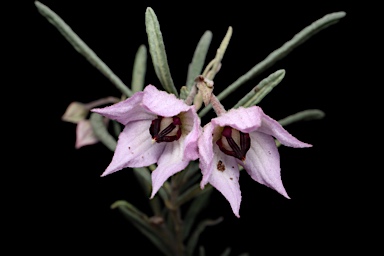 APII jpeg image of Guichenotia ledifolia  © contact APII