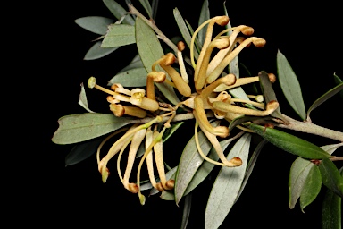 APII jpeg image of Grevillea 'Poorinda Diadem'  © contact APII