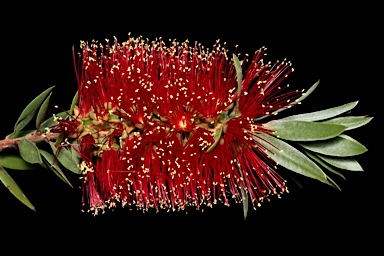 APII jpeg image of Callistemon 'Howie's Fire Glow'  © contact APII