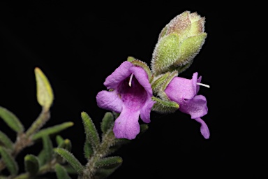 APII jpeg image of Prostanthera stricta  © contact APII