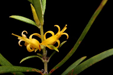 APII jpeg image of Persoonia linearis  © contact APII