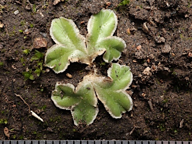 APII jpeg image of Riccia cartilaginosa  © contact APII