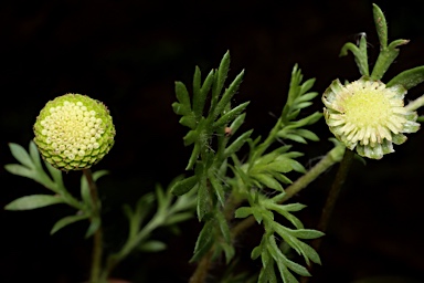 APII jpeg image of Cotula australis  © contact APII