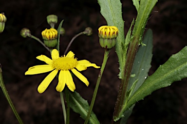 APII jpeg image of Senecio madagascariensis  © contact APII