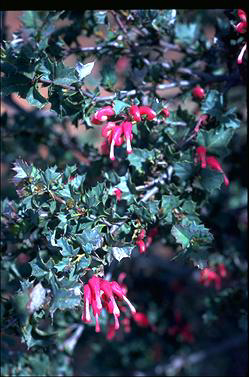 APII jpeg image of Grevillea 'Merinda Gordon'  © contact APII